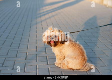 Ein kleiner schöner Hund Yorkshire Terrier sitzt und ruht sich nach einem langen Spaziergang mit der Zunge im Park in den Strahlen der untergehenden Sonne aus Stockfoto