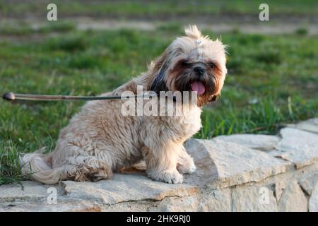 Ein kleiner schöner Hund Yorkshire Terrier sitzt und ruht sich nach einem langen Spaziergang mit einer Zunge aus dem Park an der Leine aus Stockfoto