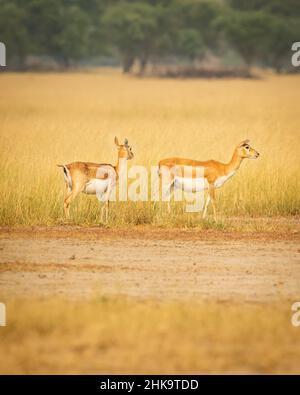 Blackbuck oder Antilope cervicapra oder indische Antilope im Grasland des Tal chhapar Heiligtum rajasthan indien Stockfoto