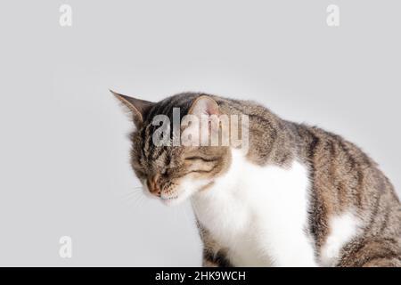 Katze wird verärgert isoliert auf grauem Hintergrund mit Kopierraum. Katze hört etwas genervt. Stockfoto