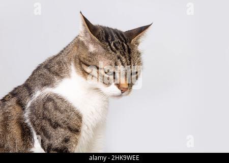 Katze wird verärgert isoliert auf grauem Hintergrund mit Kopierraum. Katze hört etwas genervt. Stockfoto