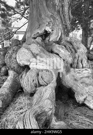 Natur des Altai-Gebirges. Die holprigen, welligen, verflochtenen Wurzeln einer alten Kiefer. Reine Natur Sibiriens, Russland Stockfoto