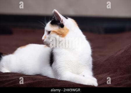 Entzückendes Kätzchen, das auf einem Sofa liegt und neugierig mit großen fokussierten Augen zur Seite schaut. Schöne kleine weiße Katze mit schwarzen und gelben Flecken posiert. Stockfoto