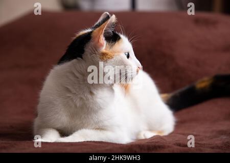 Entzückendes Kätzchen, das auf einem Sofa liegt und neugierig mit großen fokussierten Augen zur Seite schaut. Schöne kleine weiße Katze mit schwarzen und gelben Flecken posiert. Stockfoto