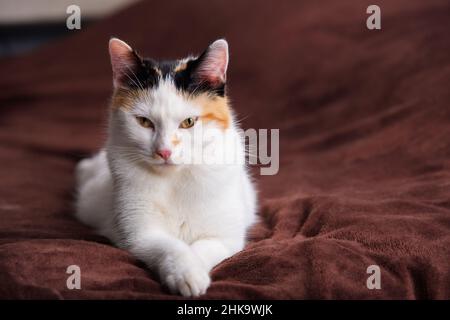 Entzückendes Kätzchen, das auf einem Sofa liegt und mit großen fokussierten Augen zur Kamera schaut. Schöne kleine weiße Katze mit schwarzen und gelben Flecken posiert. Stockfoto
