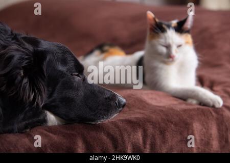 Katze und Hund schlafen zusammen. Kätzchen und Welpe machen ein Nickerchen. Haustiere. Tierpflege. Liebe und Freundschaft. Haustiere. Stockfoto