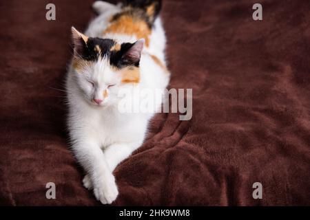 Entzückende Kätzchen schlafen auf einem Sofa. Schöne kleine weiße Katze, die auf einer Decke schläft. Stockfoto