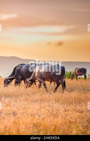 Indischer Hausbüffel weidet am Abend trockenes Gras. Diese Büffel sind wichtig für die Milchproduktion und ein wichtiger Teil der indischen Viehzucht. Stockfoto