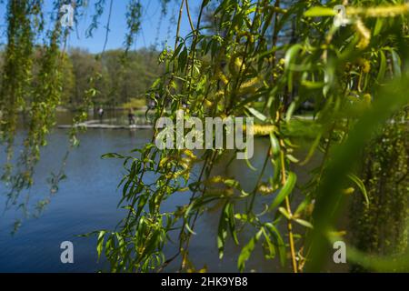 Nahansicht von weinenden Weidenzweigen mit blühenden Blumen und verschwommenem Teich im Hintergrund Stockfoto