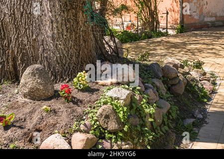 Schlafen unter der Baumkatze am sonnigen Frühlingstag Stockfoto