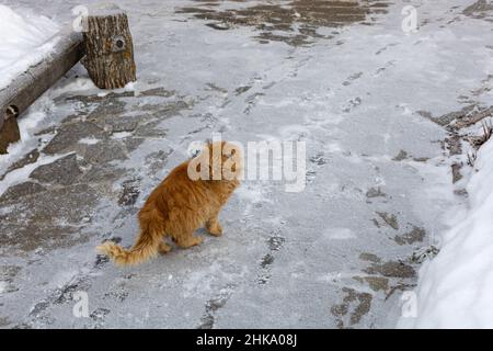 Schäbige, obdachlose rote Katze mit flauschigen Haaren, die auf der Straße steht und im Winter im Dorf auf dem Land nach hinten schaut. Tierheim. Menschen und Tiere zusammen Stockfoto