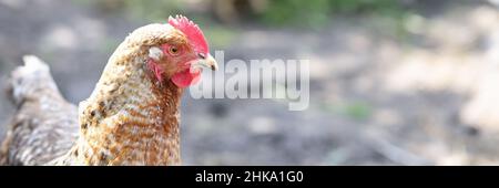 Ein Hahn rot-brauner Farbe geht in der Nähe um den Hof herum Stockfoto