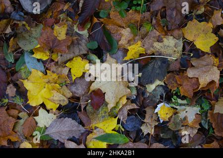 Bett aus Herbstblättern Stockfoto
