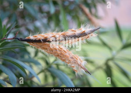 Samenkapsel einer Oleander-Frucht Stockfoto