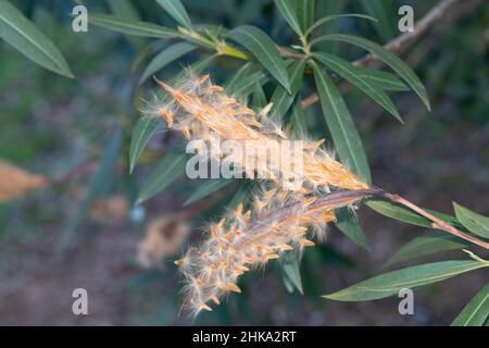 Samenkapsel einer Oleander-Frucht Stockfoto