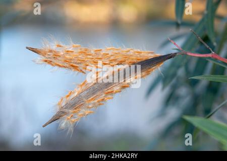 Samenkapsel einer Oleander-Frucht Stockfoto