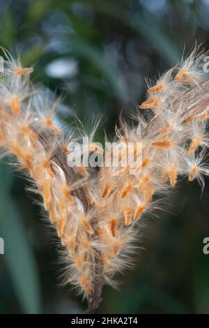 Samenkapsel einer Oleander-Frucht Stockfoto