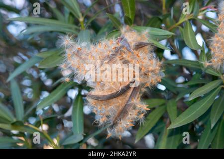 Samenkapsel einer Oleander-Frucht Stockfoto