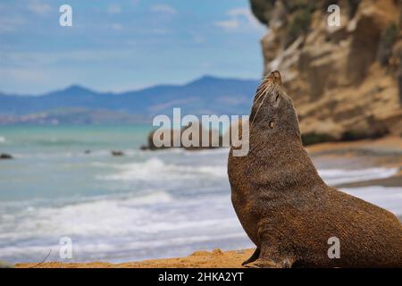 Ein junger Pelzrobbe, der für die Kamera an einem sonnigen Strand außerhalb von Kaikoura posiert Stockfoto