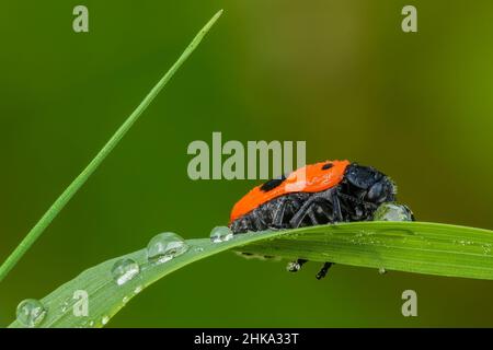 Ameisenbeutelkäfer Clytra laeviuscula, der sich auf einen Tropfen Tau stützt. Auf einem Grashalm ruhen. Am frühen Morgen auf der Wiese. Unscharfer Hintergrund, Kopierbereich. Stockfoto