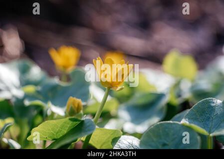 Erste gelbe Wildblumen im Wald im frühen Frühjahr Stockfoto