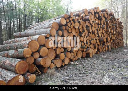 Großer Stapel von Baumstämmen im Wald. Stockfoto