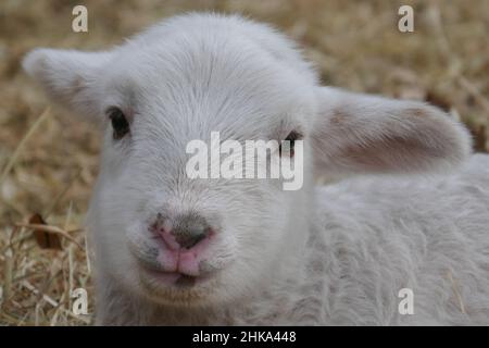 Der Kopf eines Lammes, der direkt in die Kamera schaut. Stockfoto