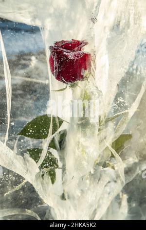 Eine rot blühende Rose mit Blütenblättern wird zu einem Eisstück mit Rissen gefroren. Ein schönes Kunstobjekt, das gefrorene Schönheit symbolisiert. Stockfoto