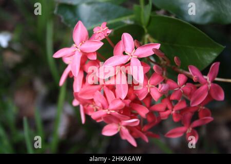 Nahaufnahme eines Bukets wunderschöner rosa Blumen Stockfoto