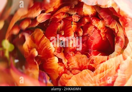 Abstrakter Hintergrund von Tulpenblüten. Mehrfachbelichtung Stockfoto