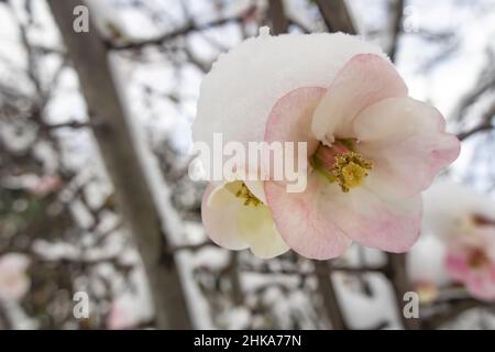 Im Winter blüht der Frühling unter dem Schnee Stockfoto