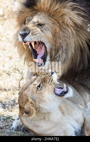 Erwachsener Löwe und Löwin, panthera leo, im trockenen Gras der Masai Mara, Kenia. Nahaufnahme des Porträts der Tiere, die sich gegenseitig anschnarren. Stockfoto