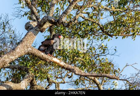 Schöner erwachsener Bateleur-Adler, der in der Masai Mara, Kenia, in einem Baum thront. Dieser mittelgroße Seeadler ist in freier Wildbahn gefährdet. Stockfoto