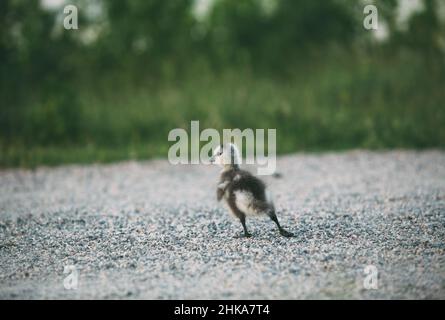 Barnakelgans, die einen Weg stehen. Grünes Gras im Hintergrund. Branta-Leukopsis. Stockfoto