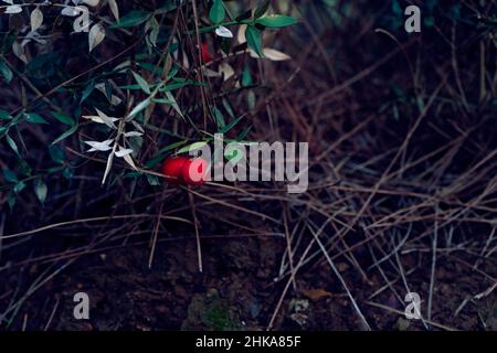 Metzgerbese in der Natur aus nächster Nähe. Stockfoto