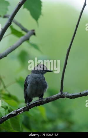 Grauer Catbird auf Baumzweig mit grünem Hintergrund Stockfoto