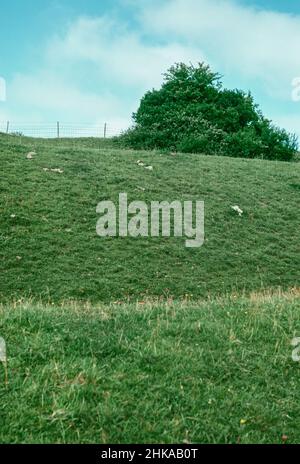 HOD Hill - Eisenzeit dann römische Festung im Blackmore-Wale, Dorset, England. Die Festung wurde in der späten Eisenzeit von den Durotrigen bewohnt und dann von den Römern erobert. Steiler Zugang zu den Erdarbeiten. Archivscan von einem Dia. November 1973. Stockfoto