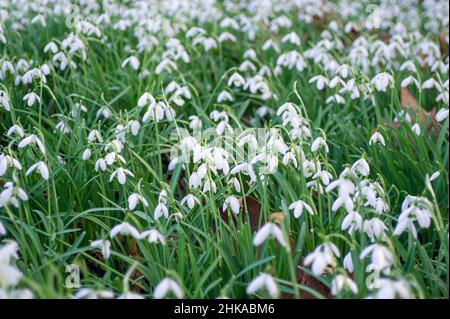 Maidenhead, Anford, Großbritannien. 1st. Februar 2022. An einem warmen Morgen fällt Schnee an der Themse. Die Temperaturen steigen und es herrscht ein Gefühl des Frühlings in der Luft. Quelle: Maureen McLean/Alamy Stockfoto