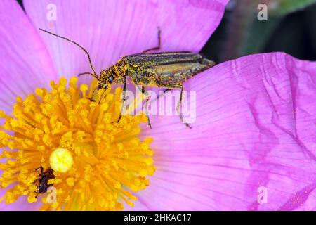 Oedemera nobilis, auch bekannt als falscher Ölkäfer, dickbeinige Blütenkäfer oder geschwollener Dickkäfer, Familie Oedemeridae, eine häufige Art. Stockfoto