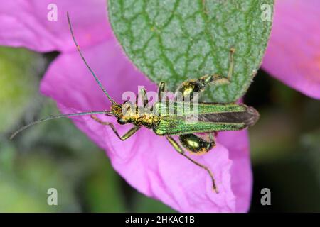 Oedemera nobilis, auch bekannt als falscher Ölkäfer, dickbeinige Blütenkäfer oder geschwollener Dickkäfer, Familie Oedemeridae, eine häufige Art. Stockfoto