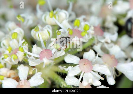 Kleiner Käfer Bruchidius imbricornis in der Unterfamilie der Bohnenkäfer (Bruchinae) der Blattkäferfamilie, Chrysomelidae auf Blüte der Borschtpflanze. Stockfoto