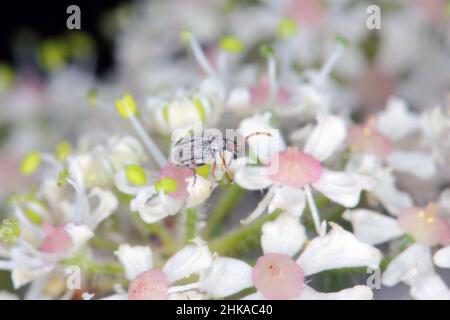 Kleiner Käfer Bruchidius imbricornis in der Unterfamilie der Bohnenkäfer (Bruchinae) der Blattkäferfamilie, Chrysomelidae auf Blüte der Borschtpflanze. Stockfoto