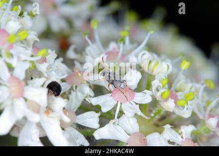 Kleiner Käfer Bruchidius imbricornis in der Unterfamilie der Bohnenkäfer (Bruchinae) der Blattkäferfamilie, Chrysomelidae auf Blüte der Borschtpflanze. Stockfoto