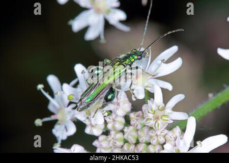 Oedemera nobilis, auch bekannt als falscher Ölkäfer, dickbeinige Blütenkäfer oder geschwollener Dickkäfer, Familie Oedemeridae, eine häufige Art. Stockfoto