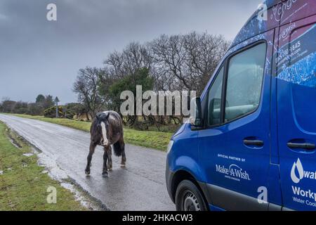 Ein Bodmin Pony, das auf einer Straße steht und einen Lieferwagen auf Bodmin Moor in Cornwall blockiert. Stockfoto