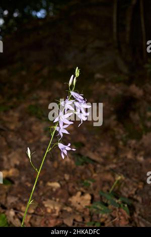 Campanula rapunculus violette Blüten Stockfoto