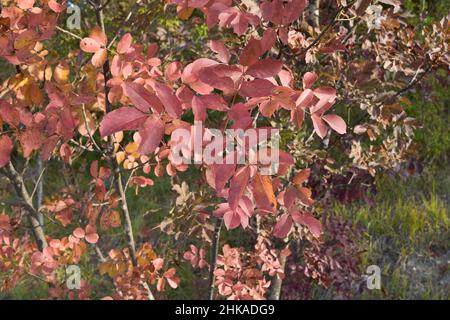 Fraxinus ornus Laub im Herbst Stockfoto