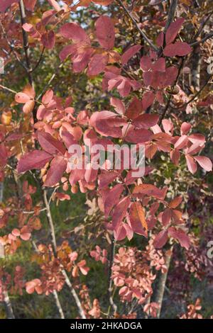 Fraxinus ornus Laub im Herbst Stockfoto