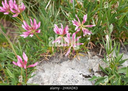 Trifolium alpinum in Blüte Stockfoto