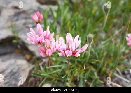 Trifolium alpinum in Blüte Stockfoto